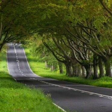trees as tunnel, road